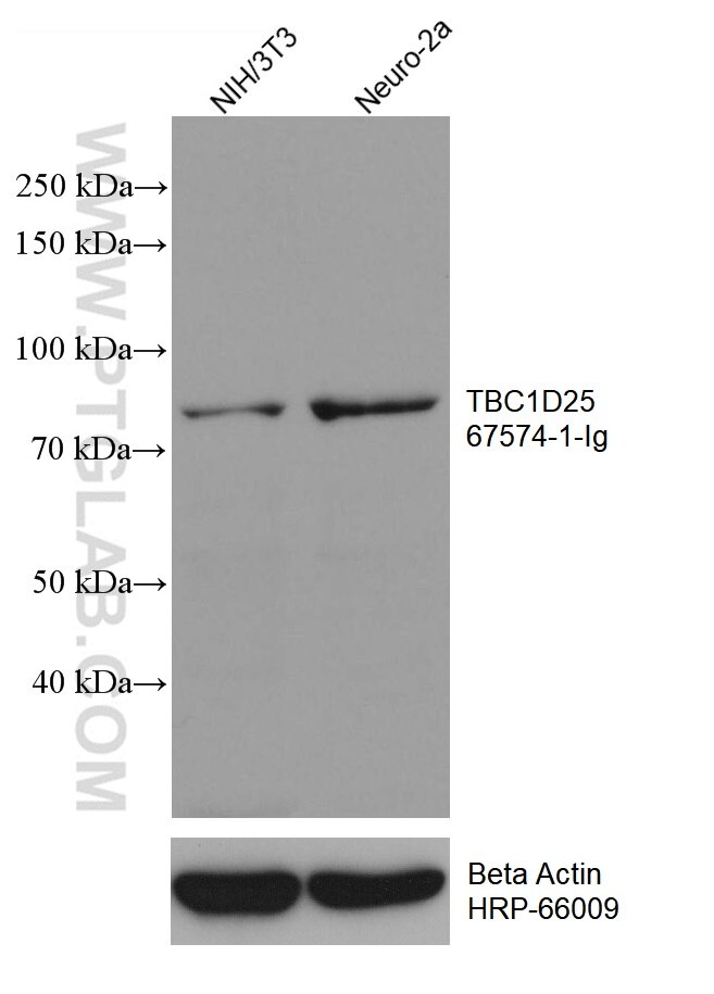 Western Blot (WB) analysis of various lysates using TBC1D25 Monoclonal antibody (67574-1-Ig)