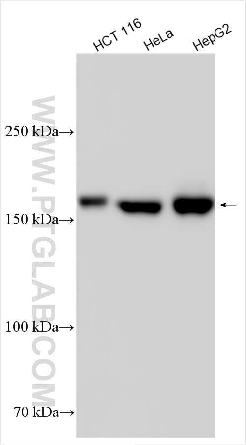 Western Blot (WB) analysis of various lysates using TBC1D4 Polyclonal antibody (24667-1-AP)