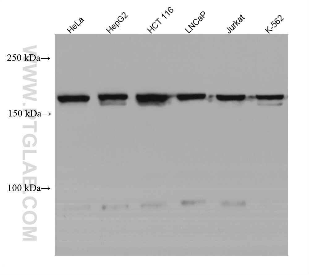 Western Blot (WB) analysis of various lysates using TBC1D4 Monoclonal antibody (68063-1-Ig)