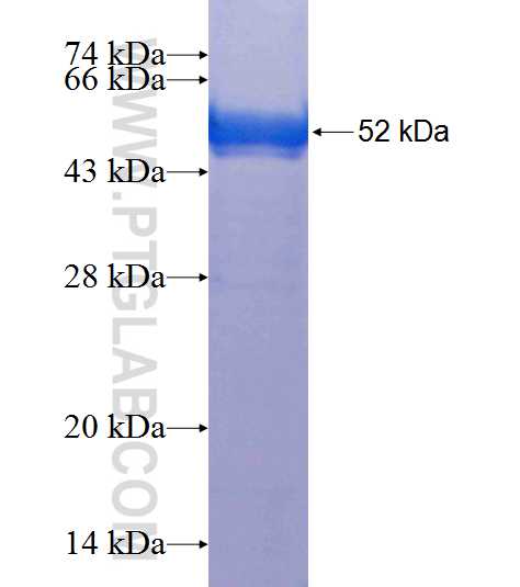 TBC1D4 fusion protein Ag20327 SDS-PAGE