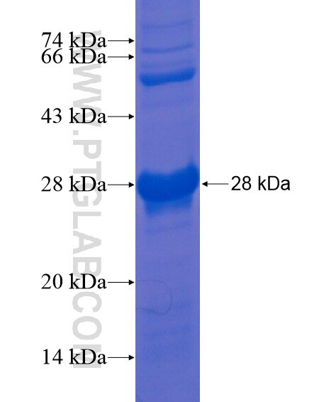 TBC1D4 fusion protein Ag20341 SDS-PAGE