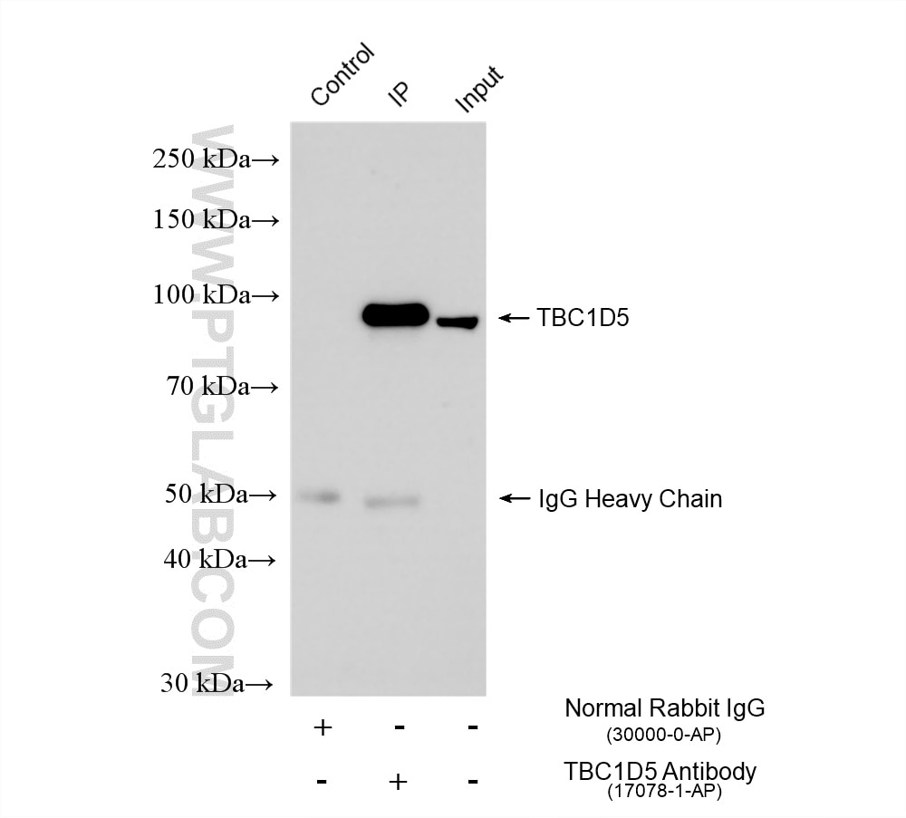 Immunoprecipitation (IP) experiment of Jurkat cells using TBC1D5 Polyclonal antibody (17078-1-AP)