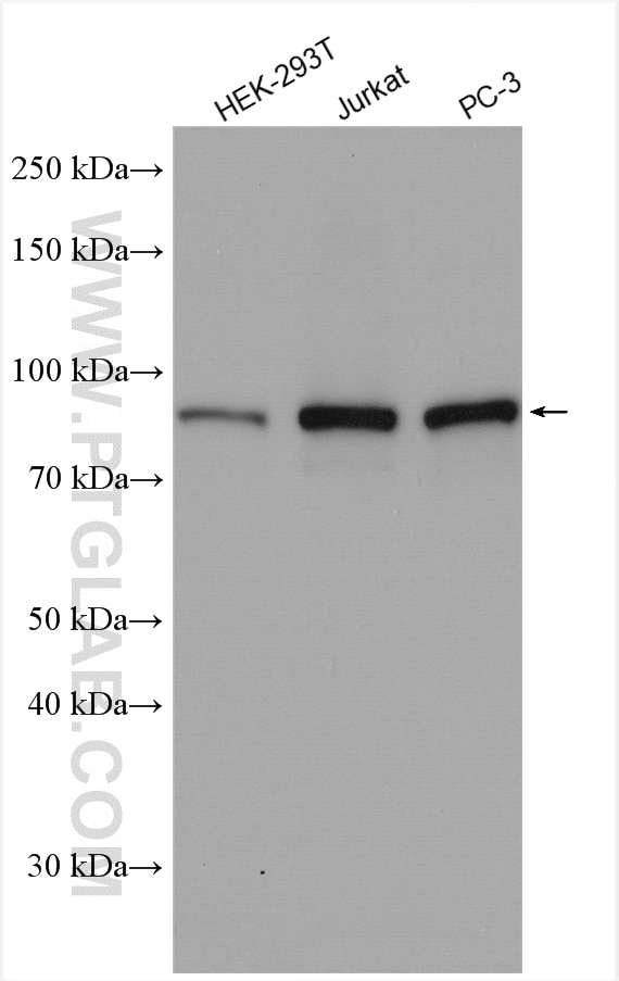 Western Blot (WB) analysis of various lysates using TBC1D5 Polyclonal antibody (17078-1-AP)