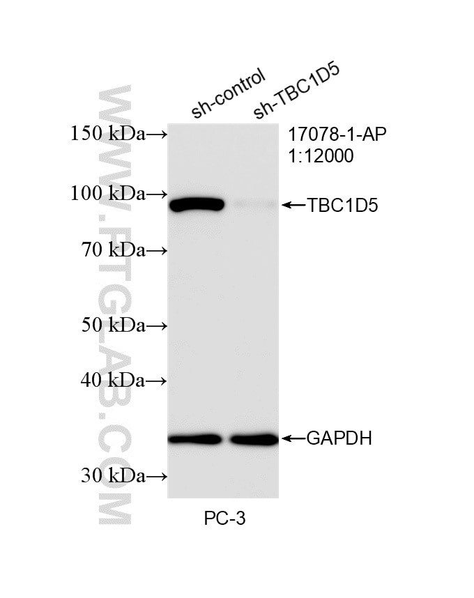 Western Blot (WB) analysis of PC-3 cells using TBC1D5 Polyclonal antibody (17078-1-AP)