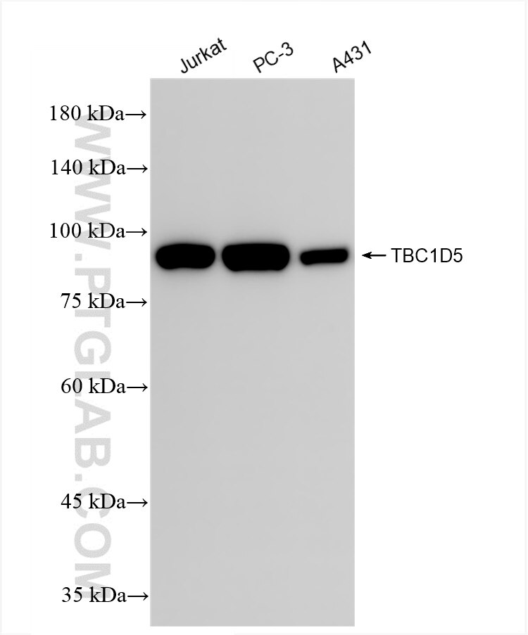Western Blot (WB) analysis of various lysates using TBC1D5 Recombinant antibody (84990-4-RR)