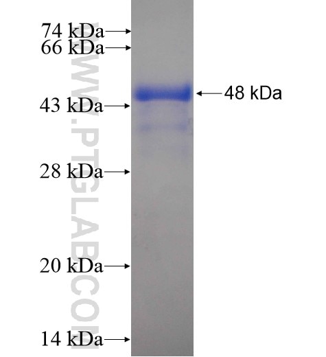TBC1D5 fusion protein Ag11236 SDS-PAGE