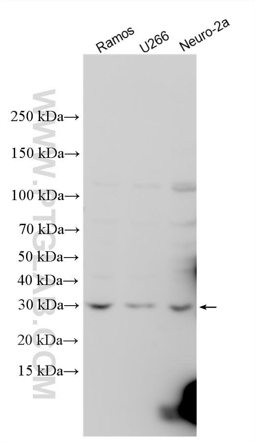 Various lysates were subjected to SDS PAGE followed by western blot with 20769-1-AP (TBC1D7 antibody) at dilution of 1:500 incubated at room temperature for 1.5 hours. Western Blot (WB) analysis of various lysates using TBC1D7 Polyclonal antibody (20769-1-AP)