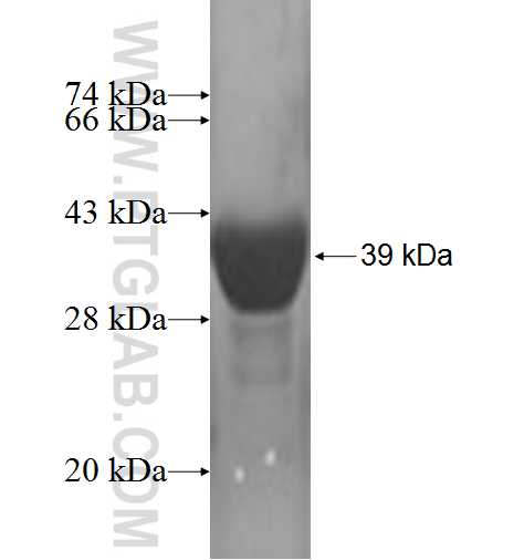 TBCA fusion protein Ag2950 SDS-PAGE