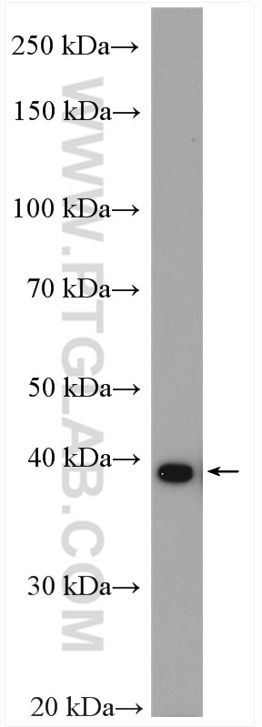Western Blot (WB) analysis of HepG2 cells using TBCC Polyclonal antibody (15917-1-AP)