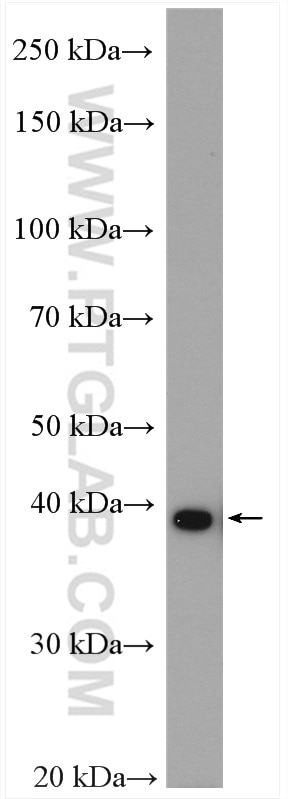 WB analysis of HepG2 using 15917-1-AP