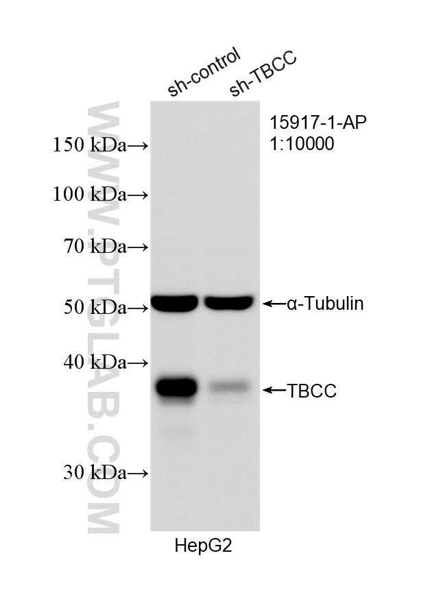 Western Blot (WB) analysis of HepG2 cells using TBCC Polyclonal antibody (15917-1-AP)
