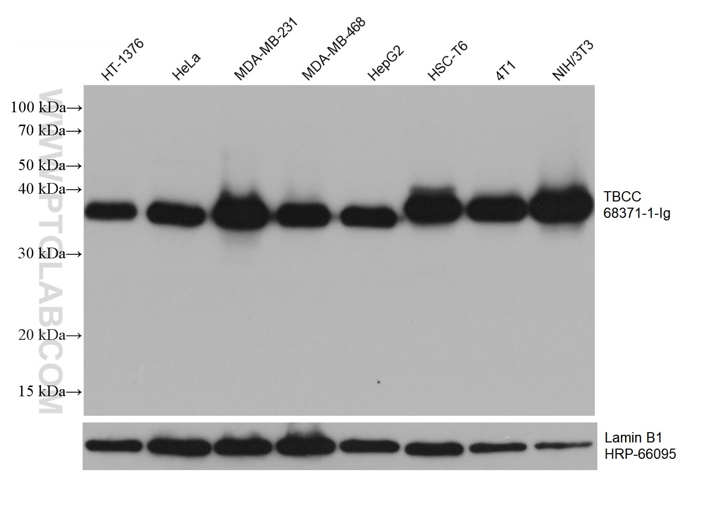 Western Blot (WB) analysis of various lysates using TBCC Monoclonal antibody (68371-1-Ig)