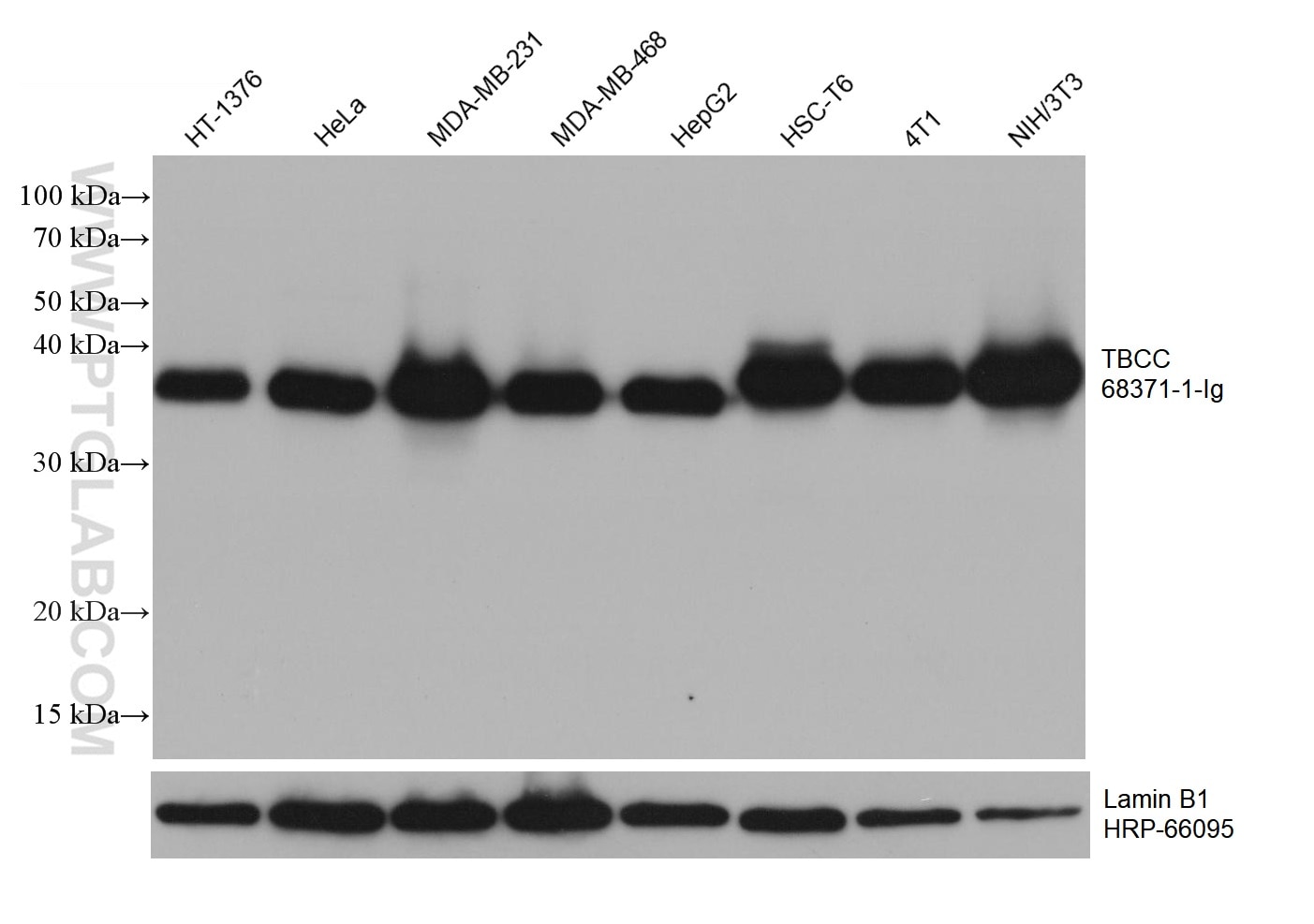 WB analysis using 68371-1-Ig