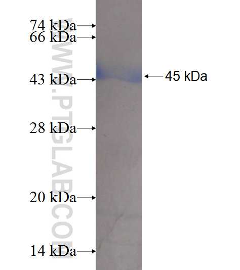 TBCC fusion protein Ag8962 SDS-PAGE