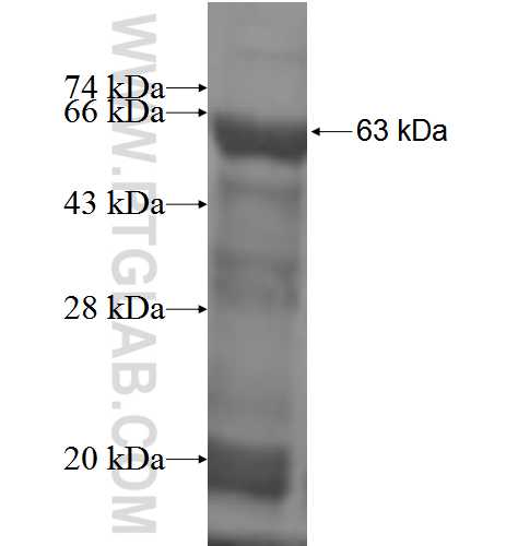 TBCE fusion protein Ag2650 SDS-PAGE