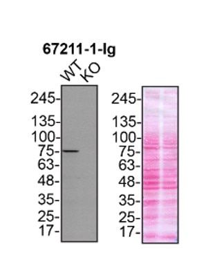 WB analysis of U2OS using 67211-1-Ig