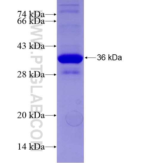TBK1 fusion protein Ag28894 SDS-PAGE