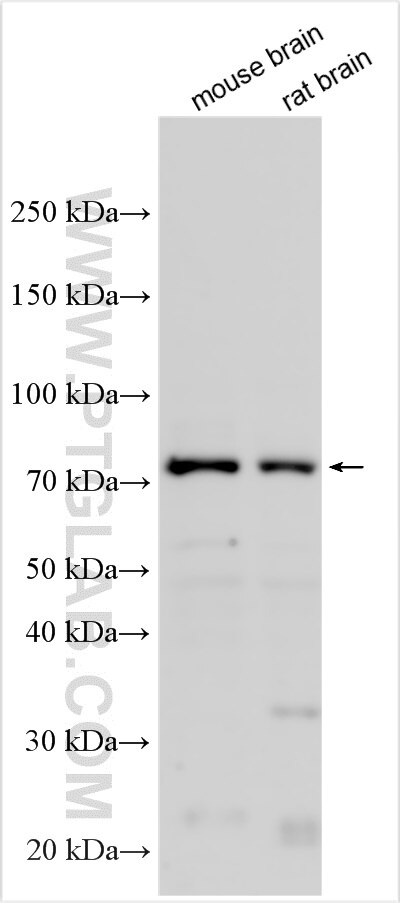 WB analysis using 32915-1-AP (same clone as 32915-1-PBS) Western Blot (WB) analysis of various lysates using TBKBP1 Polyclonal antibody (32915-1-AP)