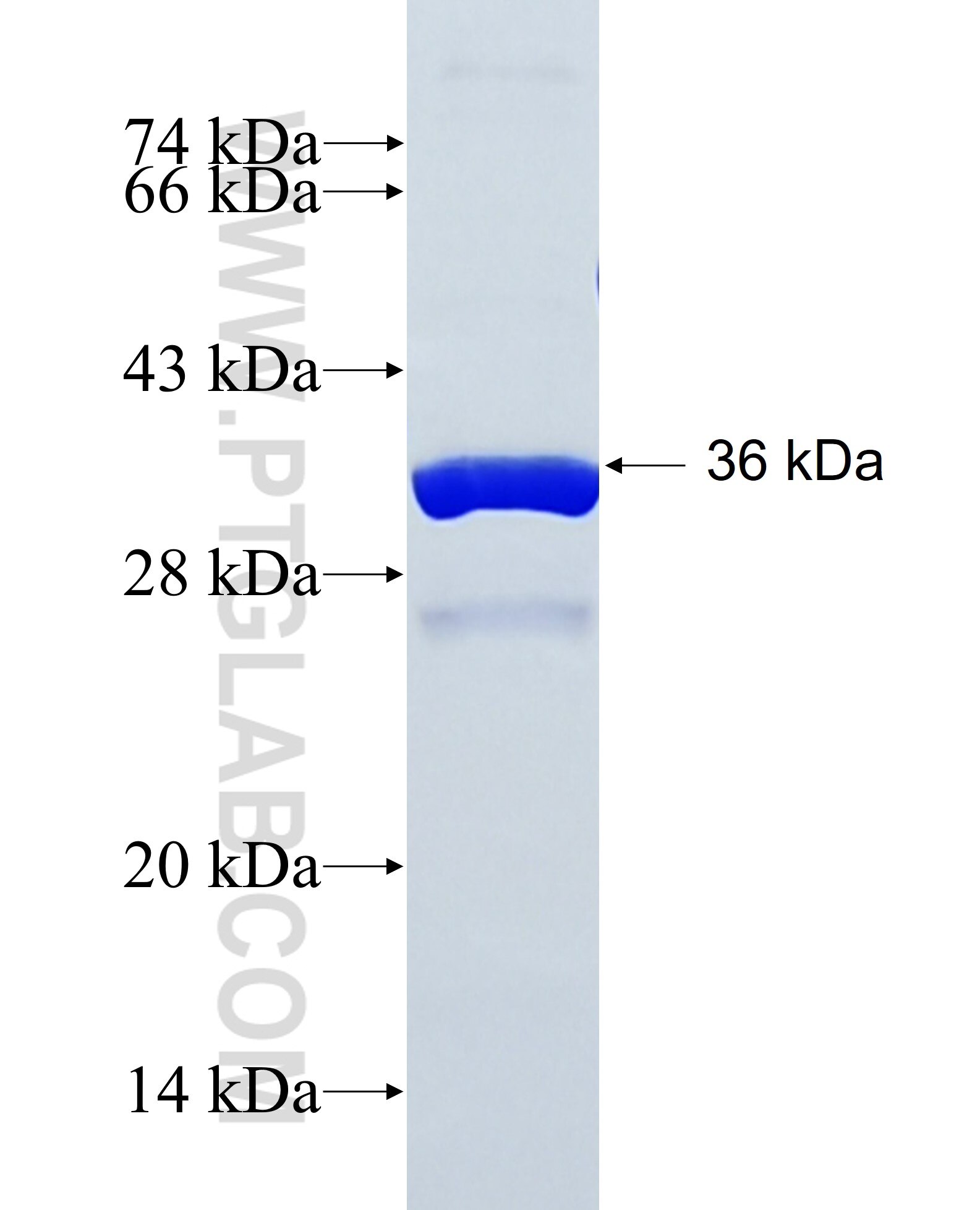 TBKBP1 fusion protein Ag38233 SDS-PAGE