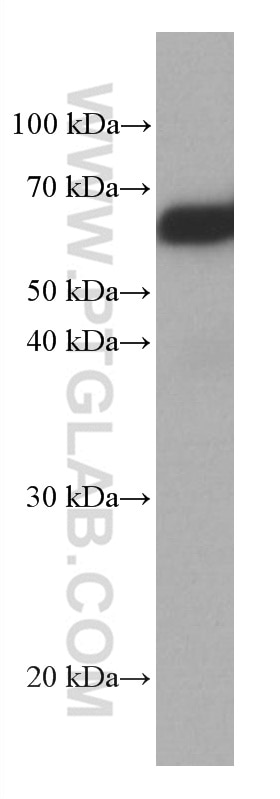 Western Blot (WB) analysis of NIH/3T3 cells using TBL1X Monoclonal antibody (66955-1-Ig)