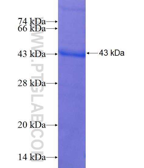 TBL1X fusion protein Ag5291 SDS-PAGE