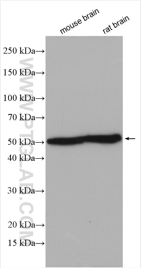 Western Blot (WB) analysis of various lysates using TBL1XR1 Polyclonal antibody (55312-1-AP)