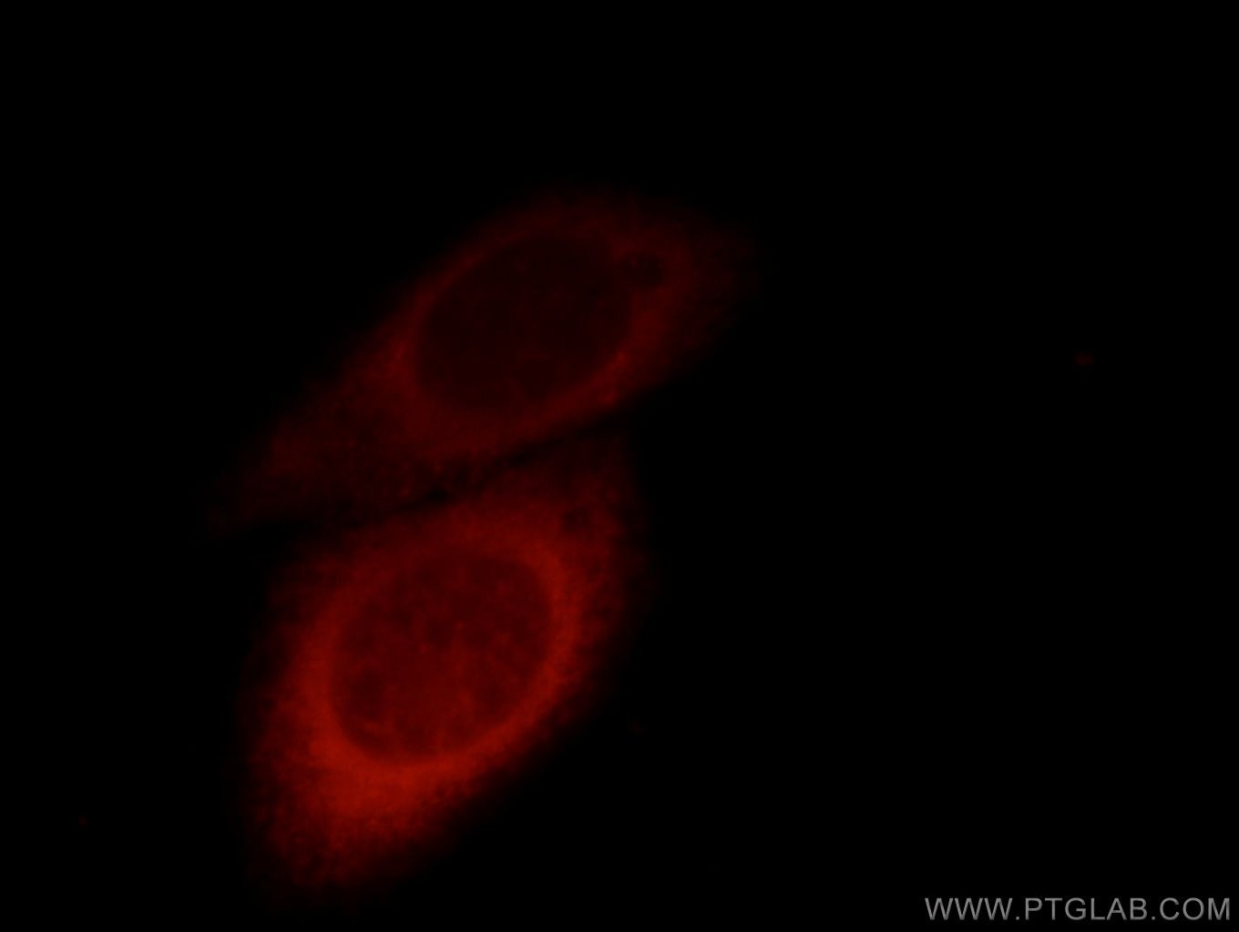 Immunofluorescence (IF) / fluorescent staining of HepG2 cells using TBL2 Polyclonal antibody (12488-1-AP)