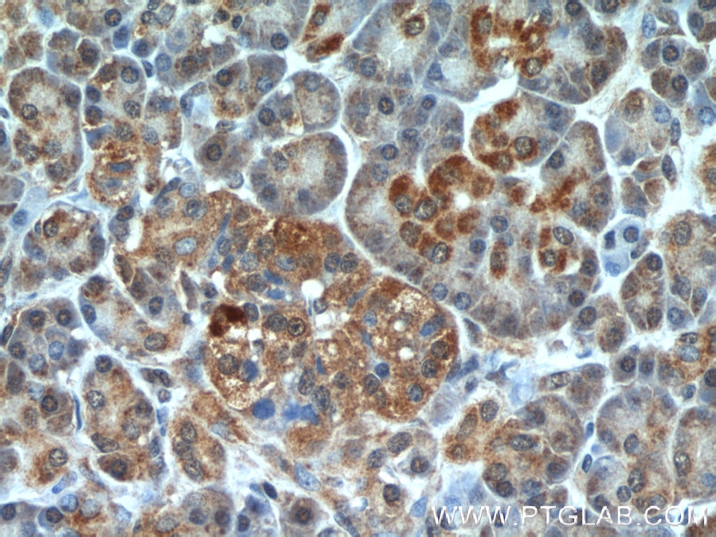 Immunohistochemistry (IHC) staining of human pancreas tissue using TBL2 Polyclonal antibody (12488-1-AP)