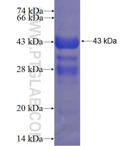 TBL2 fusion protein Ag24225 SDS-PAGE