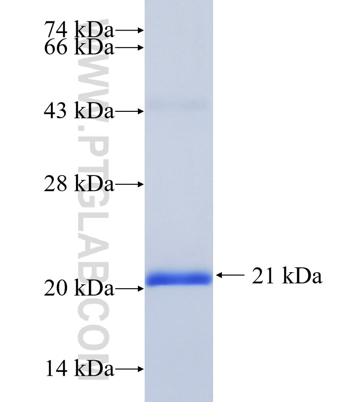 TBL3 fusion protein Ag34912 SDS-PAGE
