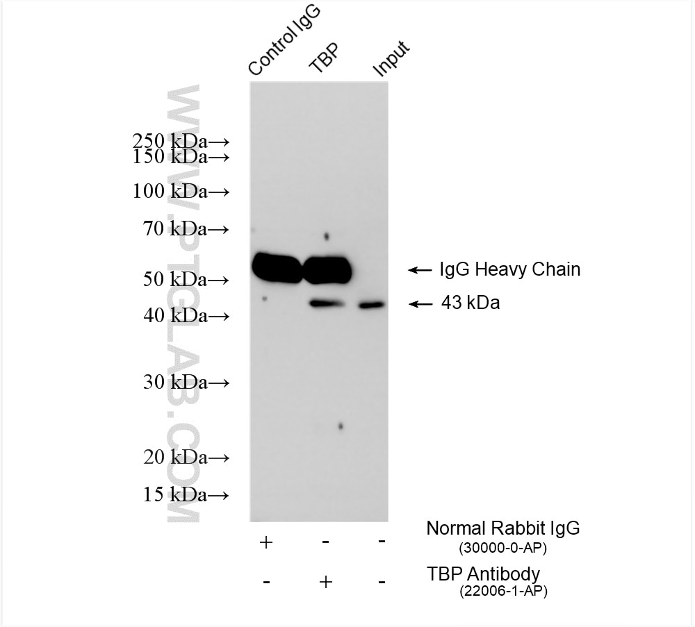 Immunoprecipitation (IP) experiment of COLO 320 cells using TBP Polyclonal antibody (22006-1-AP)