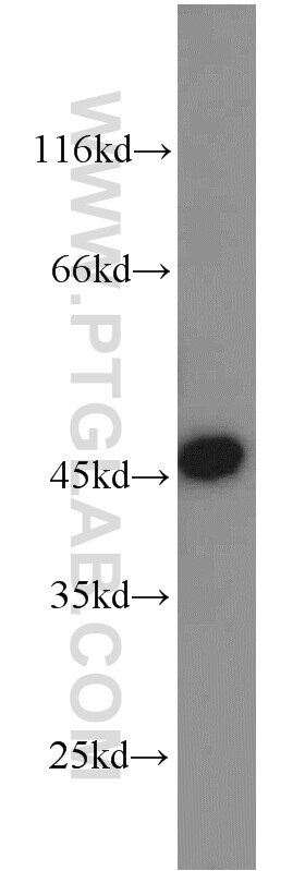 WB analysis of SKOV-3 using 22246-1-AP