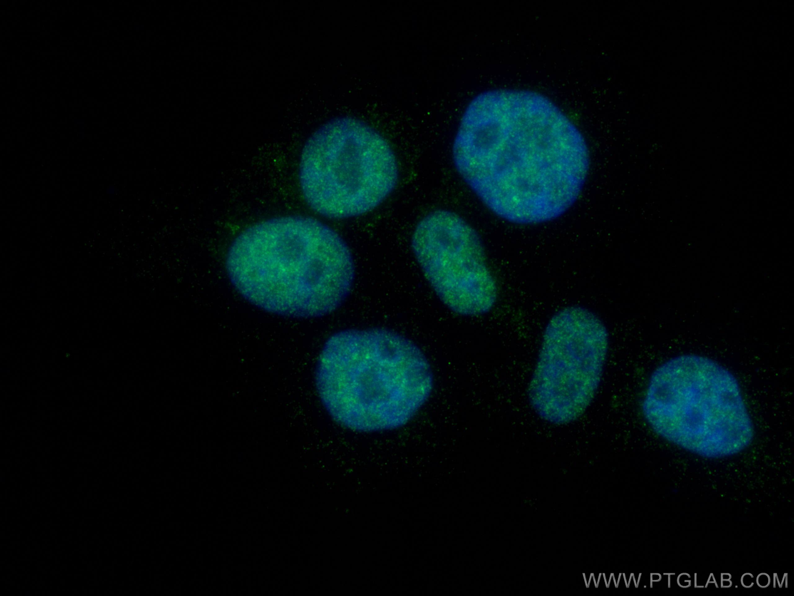 Immunofluorescence (IF) / fluorescent staining of A431 cells using TBP Monoclonal antibody (66166-1-Ig)