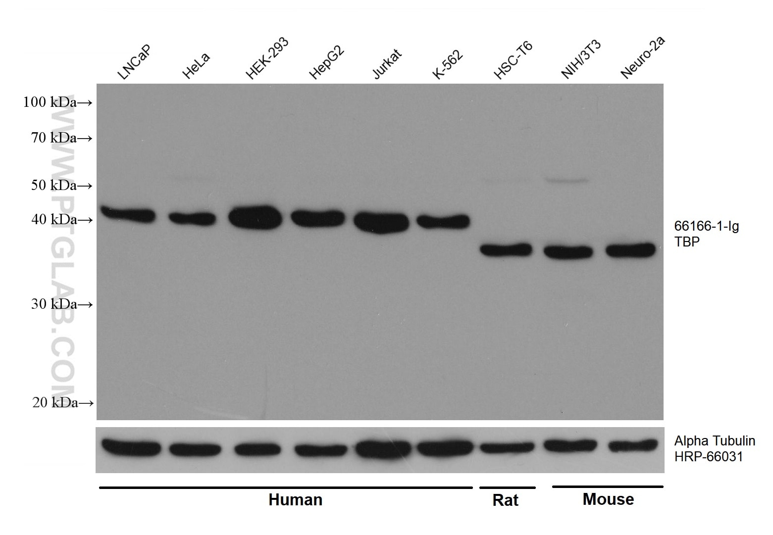 Western Blot (WB) analysis of various lysates using TBP Monoclonal antibody (66166-1-Ig)