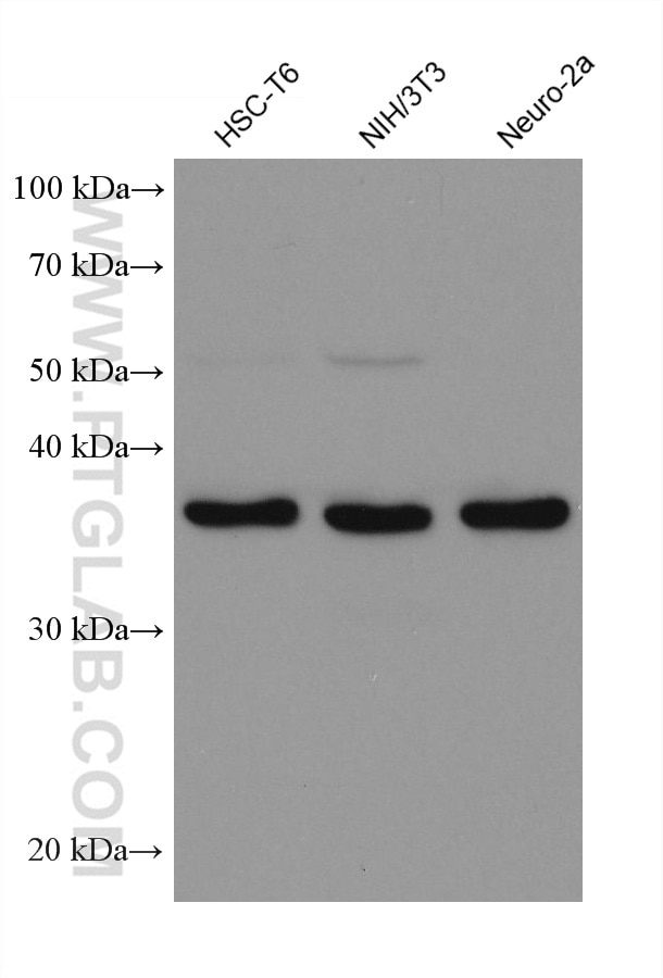 Western Blot (WB) analysis of various lysates using TBP Monoclonal antibody (66166-1-Ig)