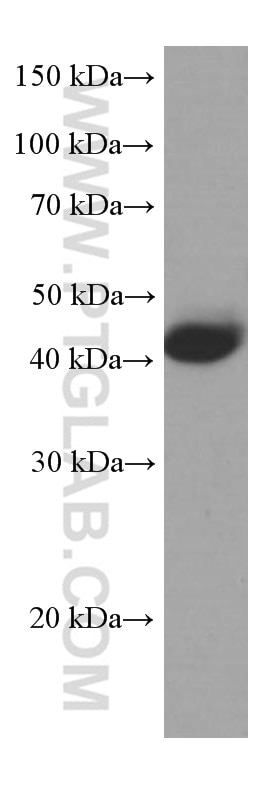 Western Blot (WB) analysis of pig liver tissue using TBP Monoclonal antibody (66166-1-Ig)