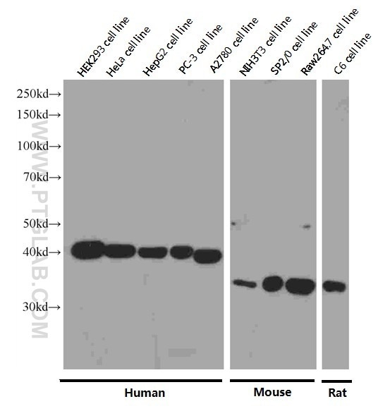 Western Blot (WB) analysis of HEK-293 cells using TBP Monoclonal antibody (66166-1-Ig)