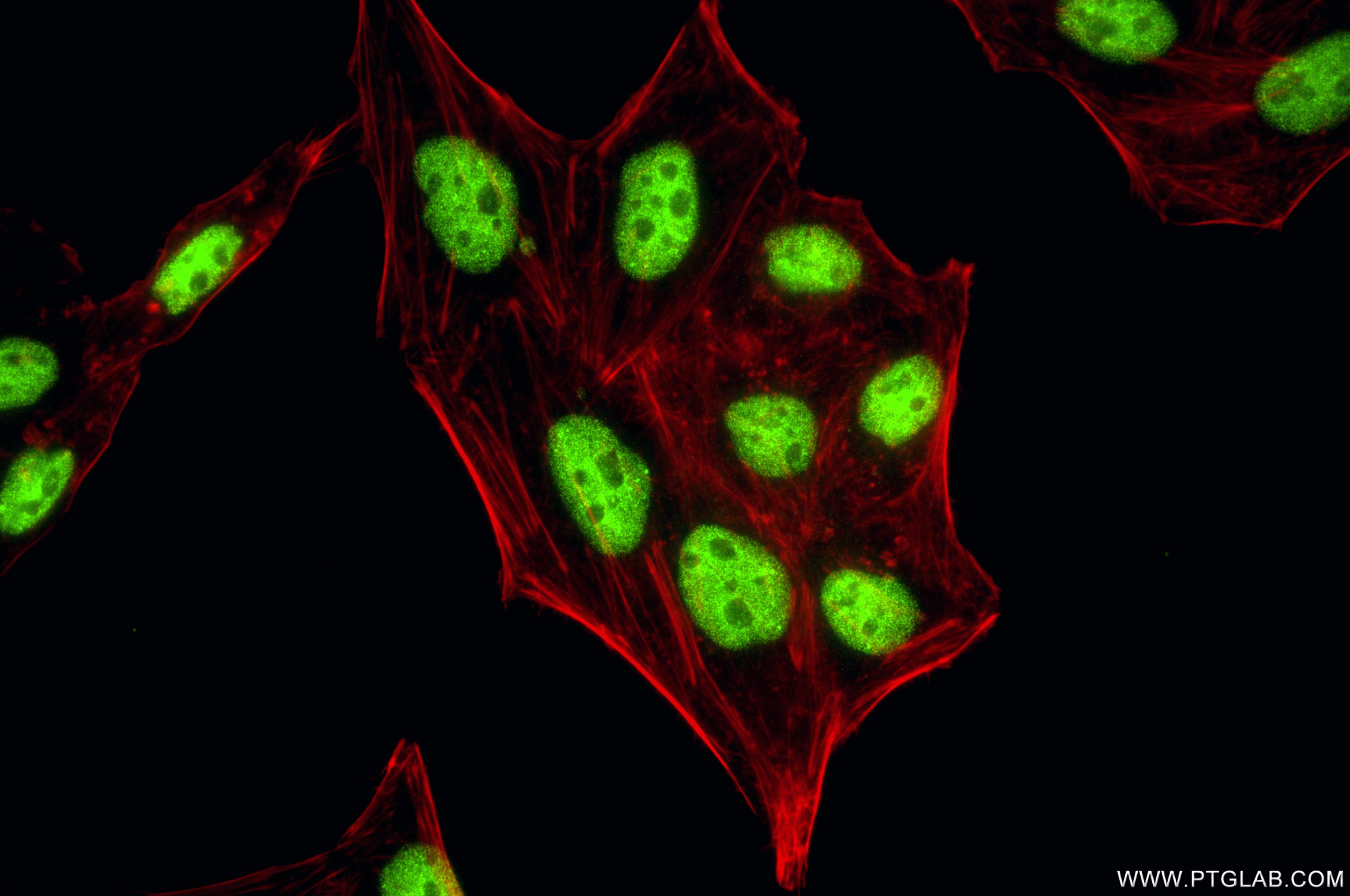 Immunofluorescence (IF) / fluorescent staining of HepG2 cells using TBP Recombinant monoclonal antibody (87550-1-RR)