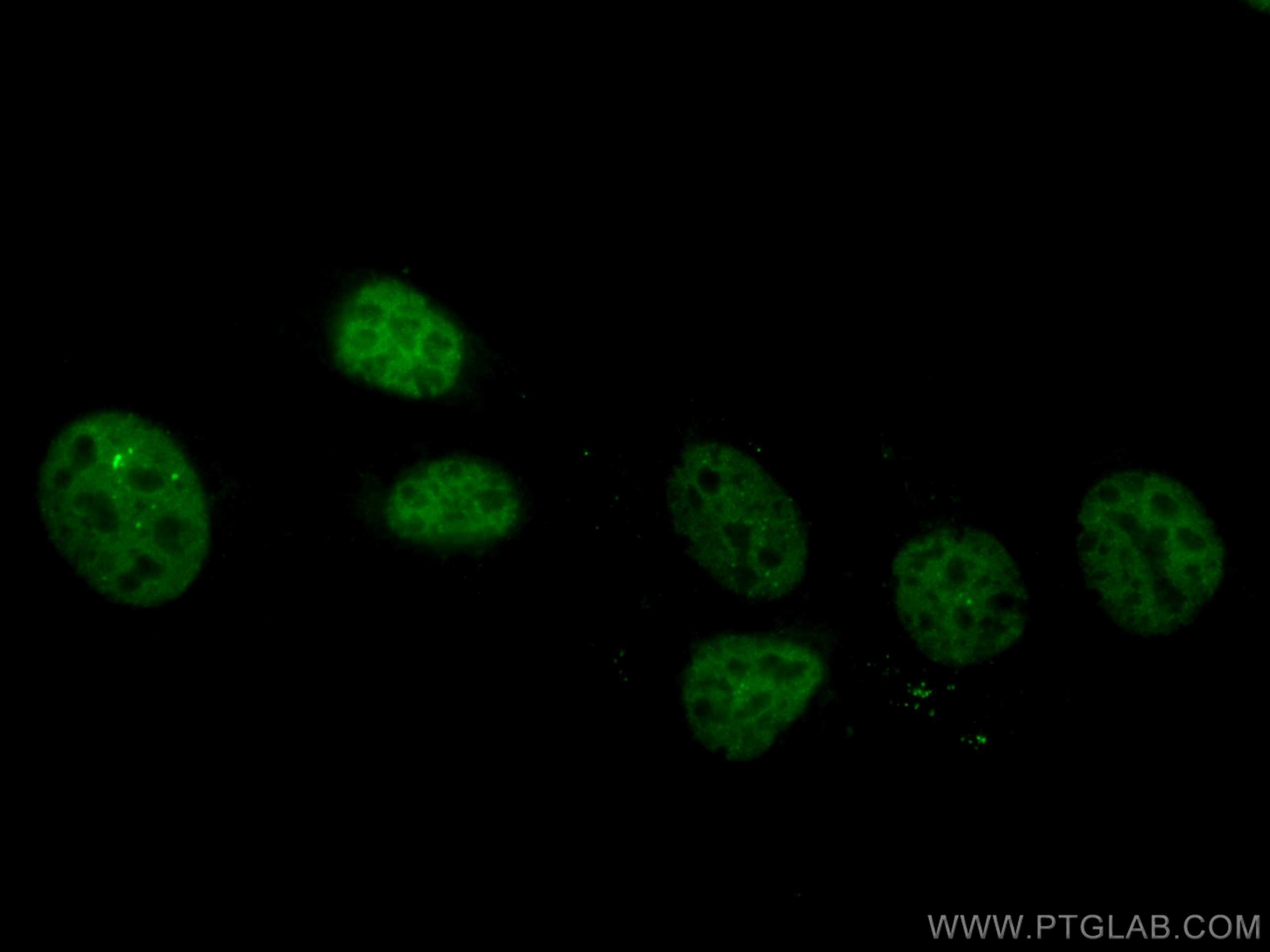 Immunofluorescence (IF) / fluorescent staining of C2C12 cells using CoraLite® Plus 488-conjugated TBP Monoclonal antib (CL488-66166)