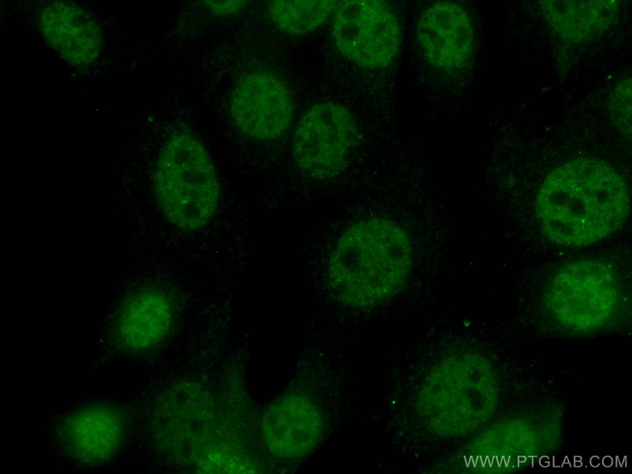 Immunofluorescence (IF) / fluorescent staining of C2C12 cells using CoraLite® Plus 488-conjugated TBP Monoclonal antib (CL488-66166)