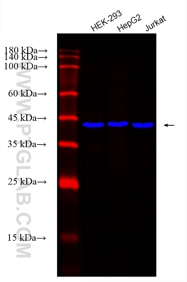 WB analysis using CL750-66166