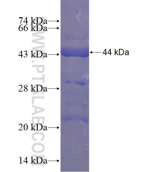 TBP fusion protein Ag12383 SDS-PAGE
