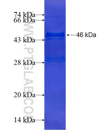 TBP fusion protein Ag17740 SDS-PAGE