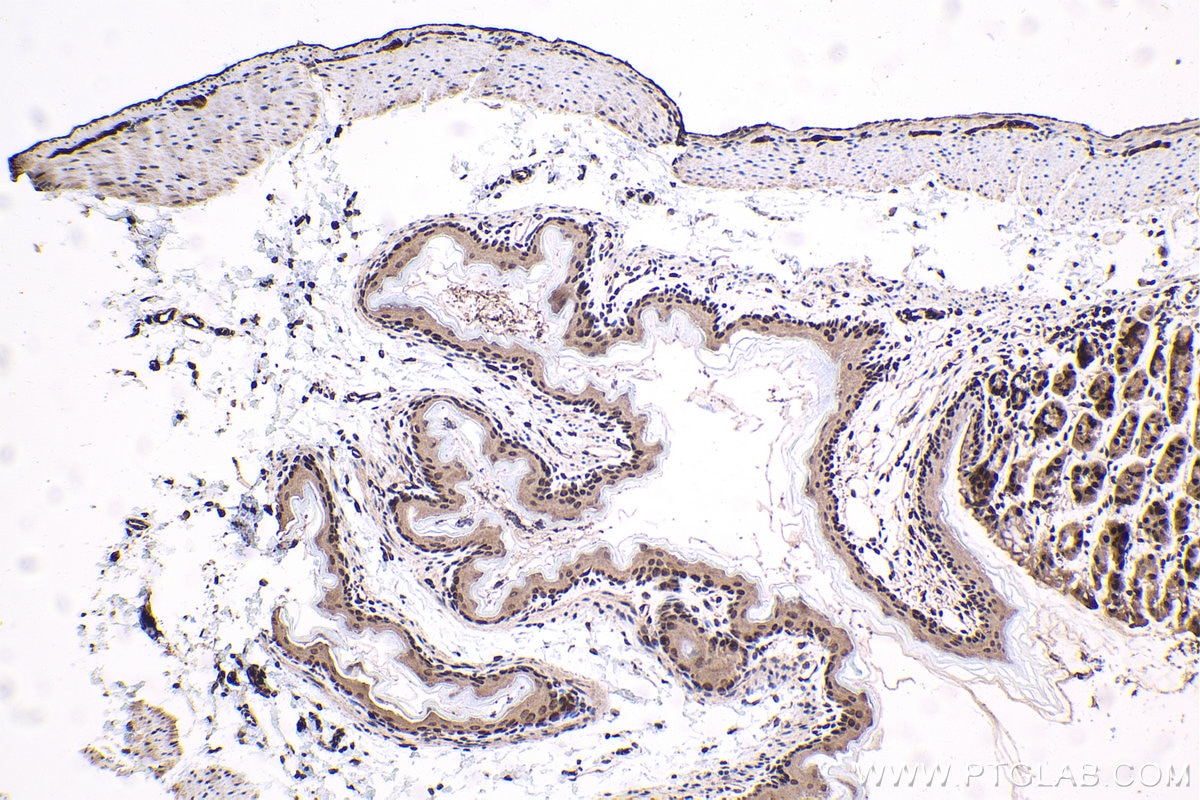 IHC staining of mouse stomach using 12258-1-AP