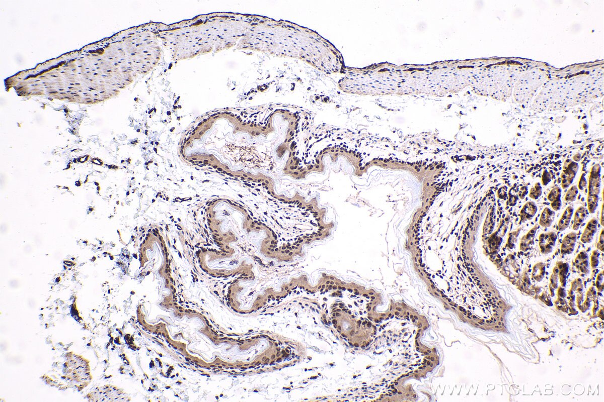 Immunohistochemistry (IHC) staining of mouse stomach tissue using TBPL1 Polyclonal antibody (12258-1-AP)