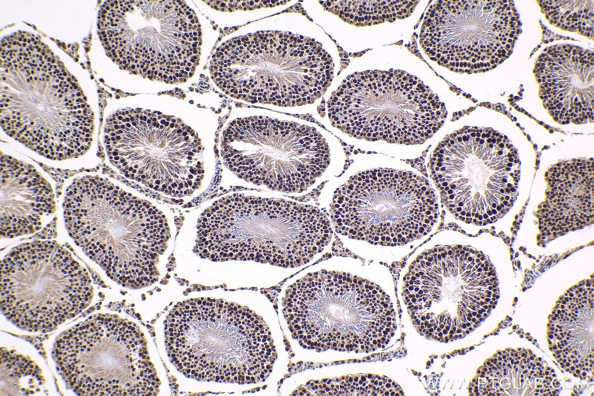 Immunohistochemistry (IHC) staining of rat testis tissue using TBPL1 Polyclonal antibody (12258-1-AP)