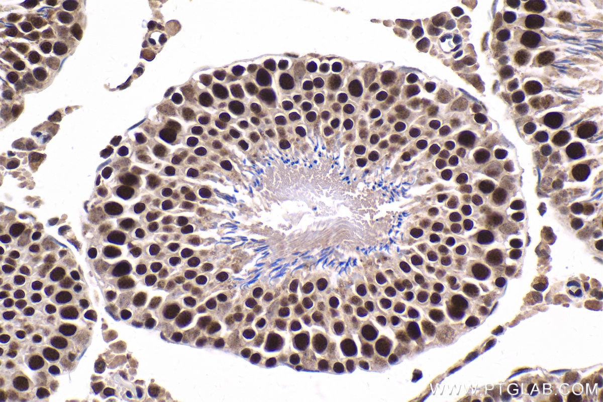 Immunohistochemistry (IHC) staining of rat testis tissue using TBPL1 Polyclonal antibody (12258-1-AP)