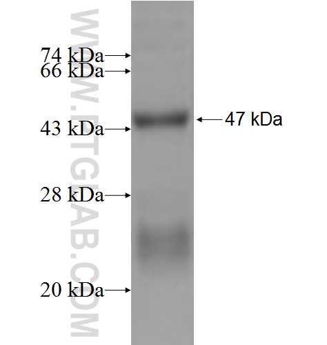 TBPL1 fusion protein Ag2880 SDS-PAGE