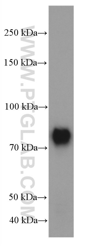 Western Blot (WB) analysis of pig cerebellum tissue using TBR1 Monoclonal antibody (66564-1-Ig)