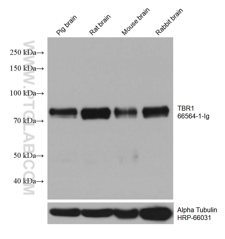 Western Blot (WB) analysis of various lysates using TBR1 Monoclonal antibody (66564-1-Ig)